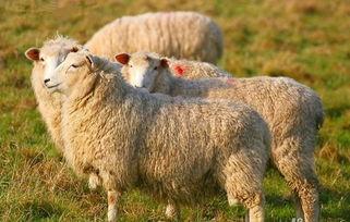 娱乐吃瓜酱羊羊,羊羊酱带你领略娱乐圈风云变幻 第2张 娱乐吃瓜酱羊羊,羊羊酱带你领略娱乐圈风云变幻 第2张